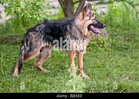 Pastore Tedesco, Canis lupus familiaris, 7,5 mesi Foto Stock