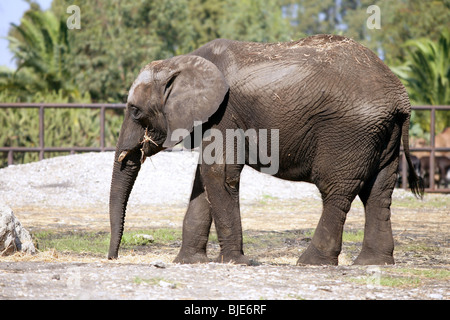 Elefante africano profilo vista laterale in piedi Foto Stock