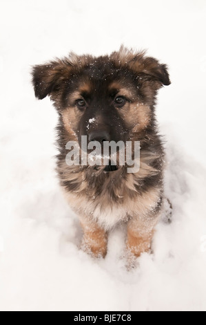 Pastore Tedesco con i capelli lunghi e a lungo rivestito cucciolo, nove (9) settimane, seduto nella neve Foto Stock