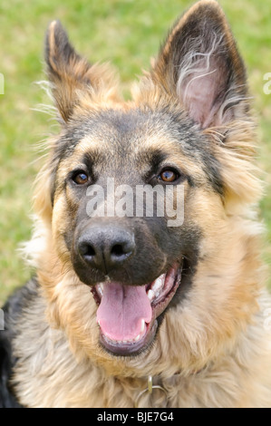 Pastore Tedesco, Canis lupus familiaris, con i capelli lunghi cucciolo, 6,5 mesi Foto Stock
