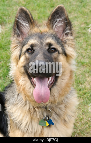 Pastore Tedesco, Canis lupus familiaris, con i capelli lunghi cucciolo, 6,5 mesi Foto Stock