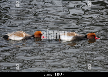 Due Red-crested Pochard nuoto in linea, con i corpi, collo, testa piatta per acqua Foto Stock