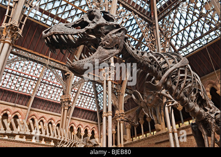 Il Museo di Storia Naturale dell'Università di Oxford, Regno Unito. Cast dello scheletro fossile di un dinosauro Tyrannosaurus Rex Foto Stock