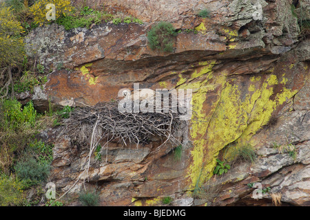 Grifone, Eurasian grifone (Gyps fulvus), Adulto presso il nido in una scogliera di arenaria. Foto Stock