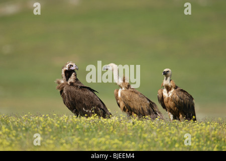 Unione avvoltoio nero (Aegypius monachus) e due grifoni, Eurasian avvoltoi grifone (Gyps fulvus) su un prato. Foto Stock