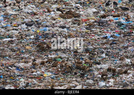 Grifone, Eurasian grifone (Gyps fulvus). Gruppo alimentazione su una discarica per rifiuti. Foto Stock