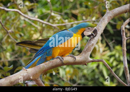 Blu-Giallo Macaw (Ara ararauna) seduto sul ramo, Mato Grosso, Brasile, vista laterale Foto Stock