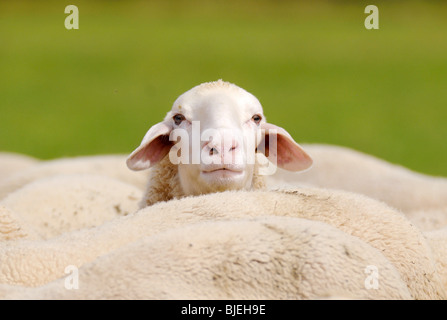 Pecore (Ovis orientalis aries) guardando al di sopra del dorso del gregge Foto Stock