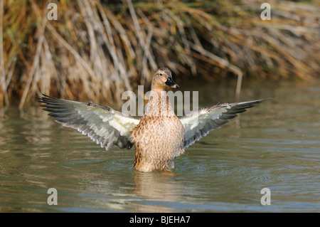 Mallard duck (Anas platyrhynchos) svolazzanti sull'acqua, la Catalogna, Spagna, vista frontale Foto Stock