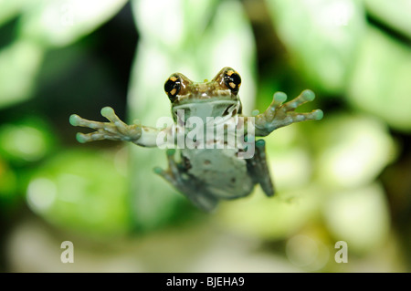 Amazon Latte (Rana Trachycephalus resinifictrix) seduto su un riquadro a basso angolo di visione Foto Stock