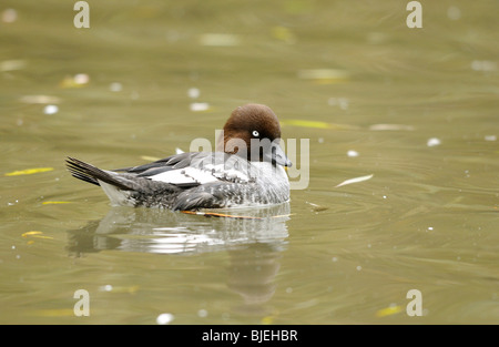 Comune (Goldeneye Bucephala clangula) nuoto, il giardino zoologico di Augsburg, Germania Foto Stock