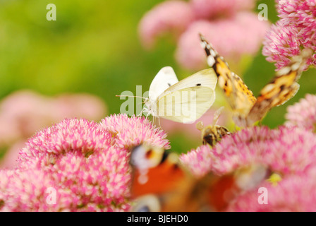 Farfalle seduto su blossoms, close-up Foto Stock