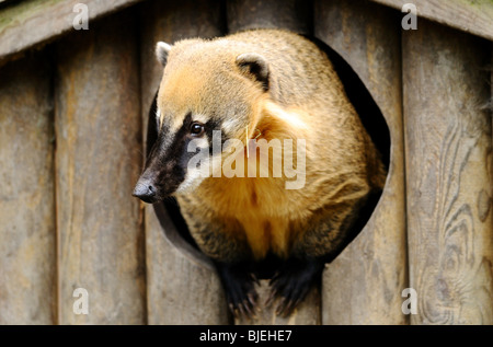 Sud Americana Coati (Nasua nasua) guardando fuori di un foro, il giardino zoologico di Augsburg, Germania Foto Stock