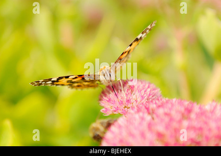 Dipinto di lady butterfly (Vanessa cardui) seduta su un fiore, close-up Foto Stock