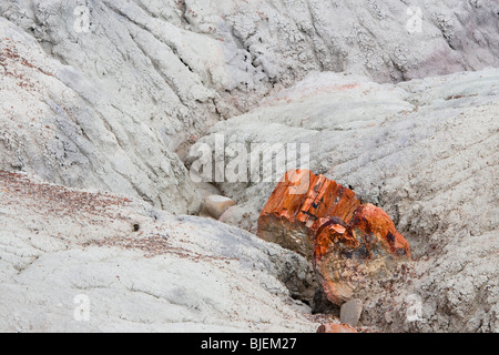 Pietrificati tronco di albero, Parco Nazionale della Foresta Pietrificata, Arizona, Stati Uniti d'America Foto Stock