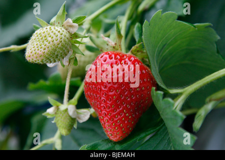 Primo piano delle fragole che crescono in un patch, Fife, Scozia Foto Stock