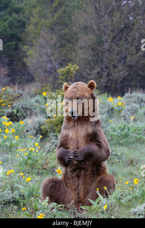 Orso grizzly (Ursus arctos horribilis) seduta sulle zampe posteriori in un prato fiorito. Foto Stock