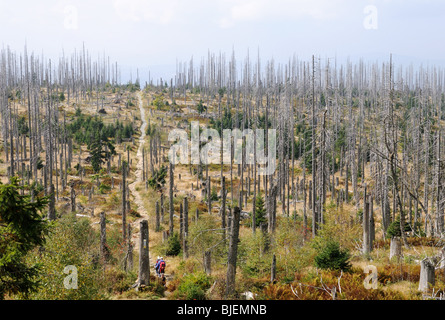 Deperimento forestale nella foresta bavarese, Germania, ad alto angolo di visione Foto Stock
