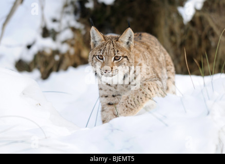 Carpazi (Lynx Lynx lynx carpathicus) nella neve, il Parco Nazionale della Foresta Bavarese, Germania Foto Stock