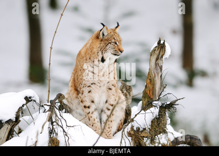 Carpazi (Lynx Lynx lynx carpathicus) nella neve, il Parco Nazionale della Foresta Bavarese, Germania Foto Stock