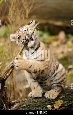 Tigre Siberiana (Panthera tigris altaica) cub giocando, il giardino zoologico di Augsburg, Germania Foto Stock