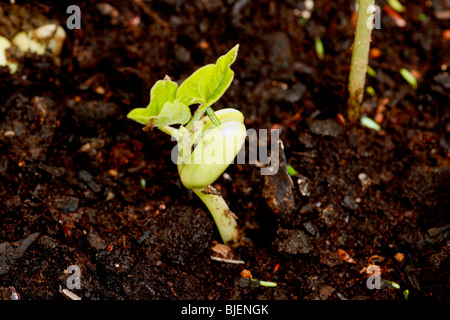 Un fagioli germinati pianta che cresce dal seme Foto Stock