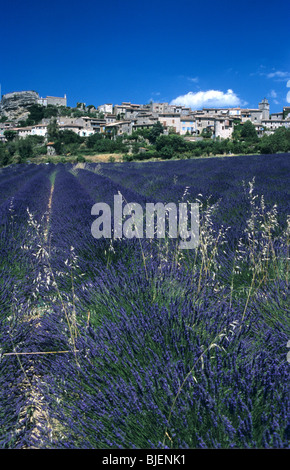Campo di lavanda di fronte al villaggio Hilltop o villaggio arroccato di Saignon, Parco Regionale del Luberon, Vaucluse, Provenza, Francia Foto Stock