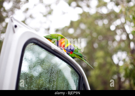 Pappagalli seduti sulla porta auto, Jervis Bay, NSW, Australia Foto Stock