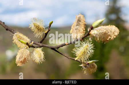 Fioritura willow ramoscello con boccioli sulla molla di bordo della foresta Foto Stock