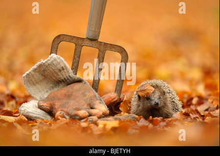 Riccio (Erinaceus europaeus) in un giardino rovistando tra gli attrezzi da giardino, Paesi Bassi. Foto Stock