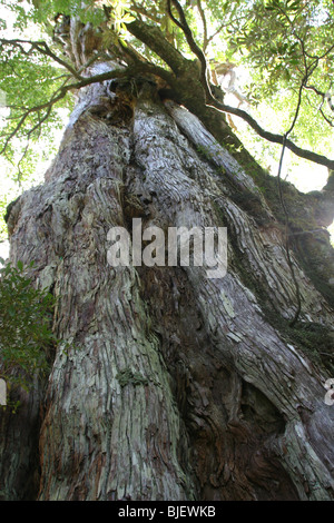 3000 anno vecchio albero di cedro, noto come 'Kigen-sugi', 8.1meters ampia, 19,5 metri di altezza, a terra Yakusugi, Yakushima Island, Giappone. Foto Stock