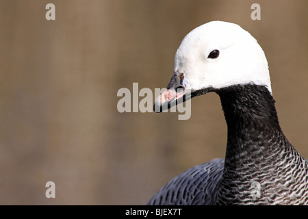 Testa e collo Pattern in piuma d oca imperatore Chen canagica prese a Martin mera WWT Lancashire, Regno Unito Foto Stock