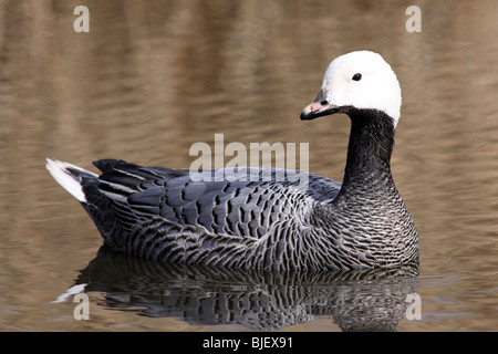 L'imperatore Goose Chen canagica nuoto prese a Martin mera WWT Lancashire, Regno Unito Foto Stock