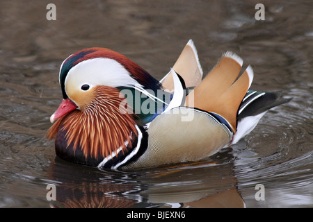 Maschi di Anatra Mandarina Aix galericulata nuoto prese a Martin mera WWT, LANCASHIRE REGNO UNITO Foto Stock