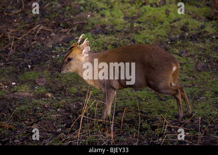 Formosan Reeve's Muntjac Muntiacus reevesi Foto Stock