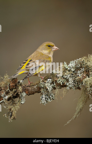 Verdone (Carduelis chloris). Voce maschile arroccato su un lichene ramo coperti, Paesi Bassi. Foto Stock