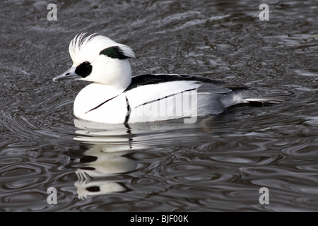 Smew maschio Mergellus albellus nuoto a Martin mera WWT, LANCASHIRE REGNO UNITO Foto Stock