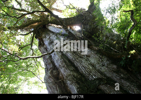 3000 anno vecchio albero di cedro, noto come 'Kigen-sugi', 8.1meters ampia, 19,5 metri di altezza, a terra Yakusugi, Yakushima Island, Giappone. Foto Stock