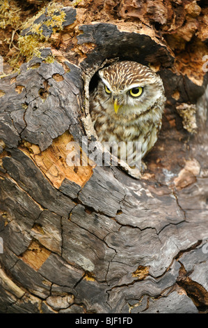 Civetta (Athene noctua) di appoggio in un nodo foro. Foto Stock