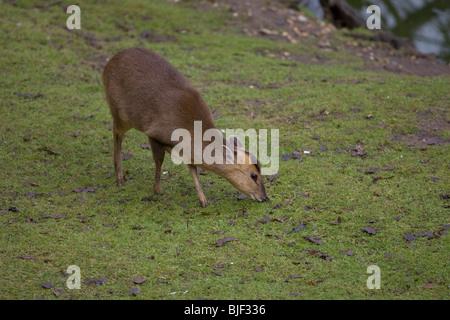 Formosan Reeve's Muntjac Muntiacus reevesi Foto Stock