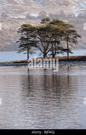Un cavalletto di pino silvestre sulle sponde del Loch Maree, Wester Ross, Highland, Scotland, Regno Unito. Foto Stock