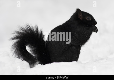 Scoiattolo grigio (Sciurus carolinensis) nero alimentazione di fase in presenza di neve Foto Stock