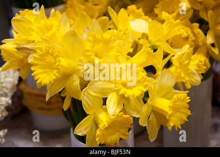Giallo Daffodil blumi closeup batch vaso bianco blooming blumi apertura Foto Stock
