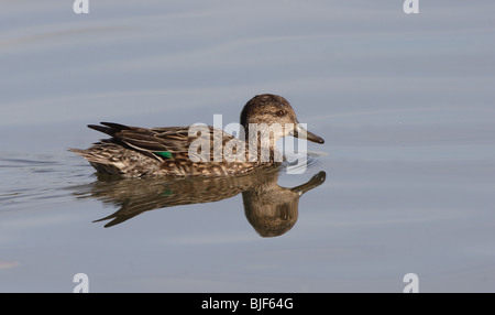 Comune di Teal.Anas crecca (femmina) Nuoto con Reflection.Slimbridge WWT,Gloucestershire,Inghilterra. Foto Stock