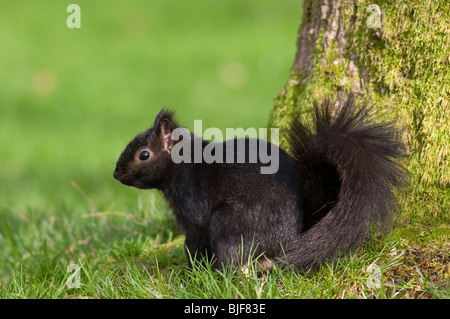 Scoiattolo grigio (Sciurus carolinensis) fase di nero Foto Stock