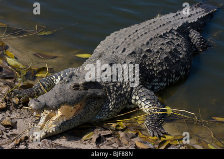Coccodrillo cubano (Crocodylus rhombifer) basking, Zapata palude, Cuba. In modo critico le specie in via di estinzione. Captive. Foto Stock