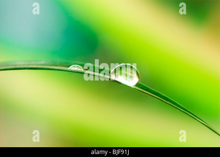 Gocce d'acqua sulla pianta verde foglia Foto Stock