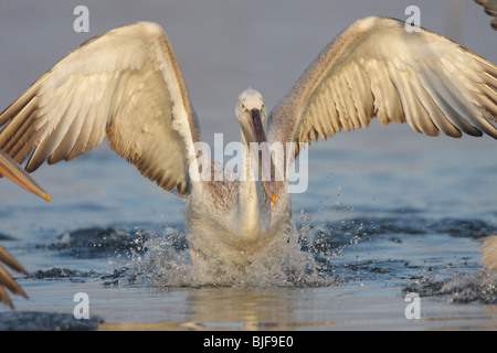 Pellicano dalmata, Pelecanus crispus, giovane uccello scende sul lago Foto Stock