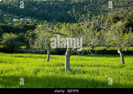 Grüne Wiese mit Feigenbäumen im Frühling, Mallorca, Balearen, Spanien | verde prato con alberi di fico, molla, Mallorca, Spagna Foto Stock