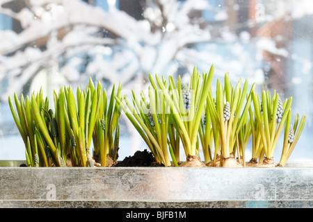 La germogliazione uva giacinti (Muscari) nel contenitore di zinco. Snowy scena primavera visto attraverso la finestra. Foto Stock